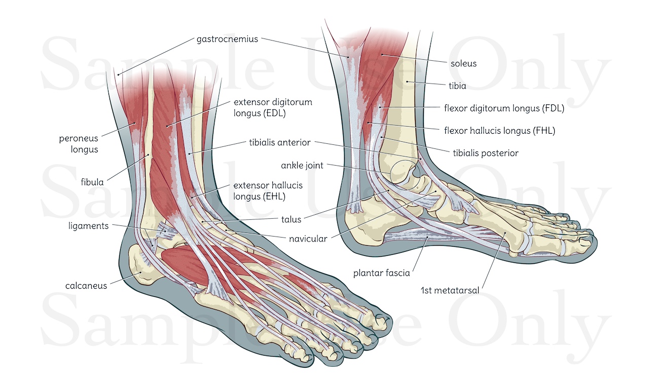 Medical Illustration Sample: Medial and Lateral views of the Foot Muscles