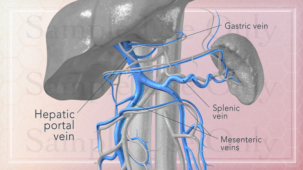 Medical Illustration Sample: The Hepatic Portal System