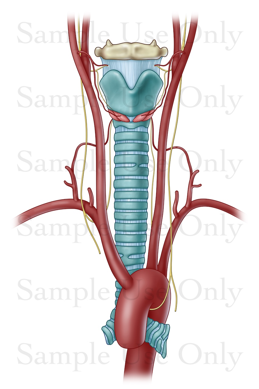 Medical Illustration Sample: Larynx Anterior Anatomy