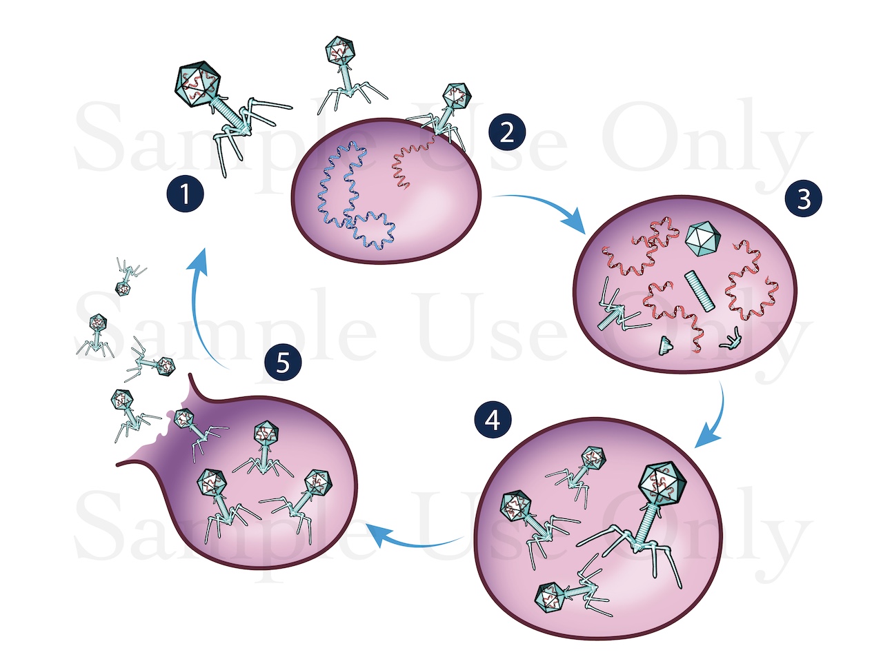 Medical Illustration Sample: Bacteriophage Replication